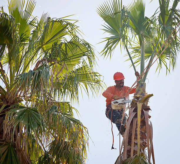 Best Tree Stump Removal  in Magnolia Springs, AL